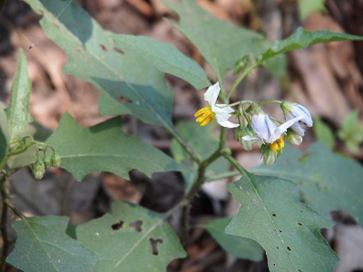 [Thick yellow stamen stick out from the center of these blooms which mostly have their petals folded back toward the stem. The petals are mostly white but with some green stripes on the outer side. The blooms are at the top of the plant with its many leaves showing.]